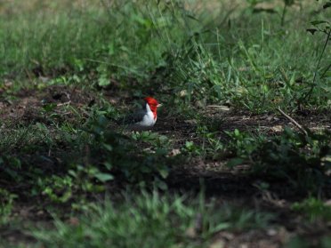 Jungle River Cruises in Paraguay