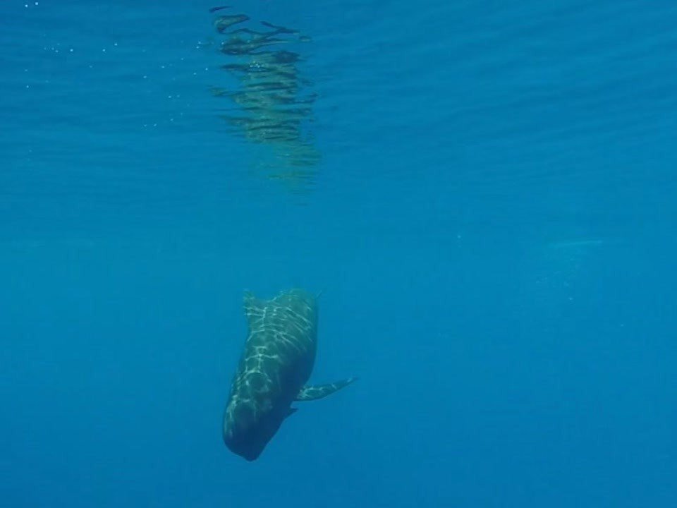 Disfruta de una excursión de un día a las islas de Espalmador y Formentera en un barco de vela clásico