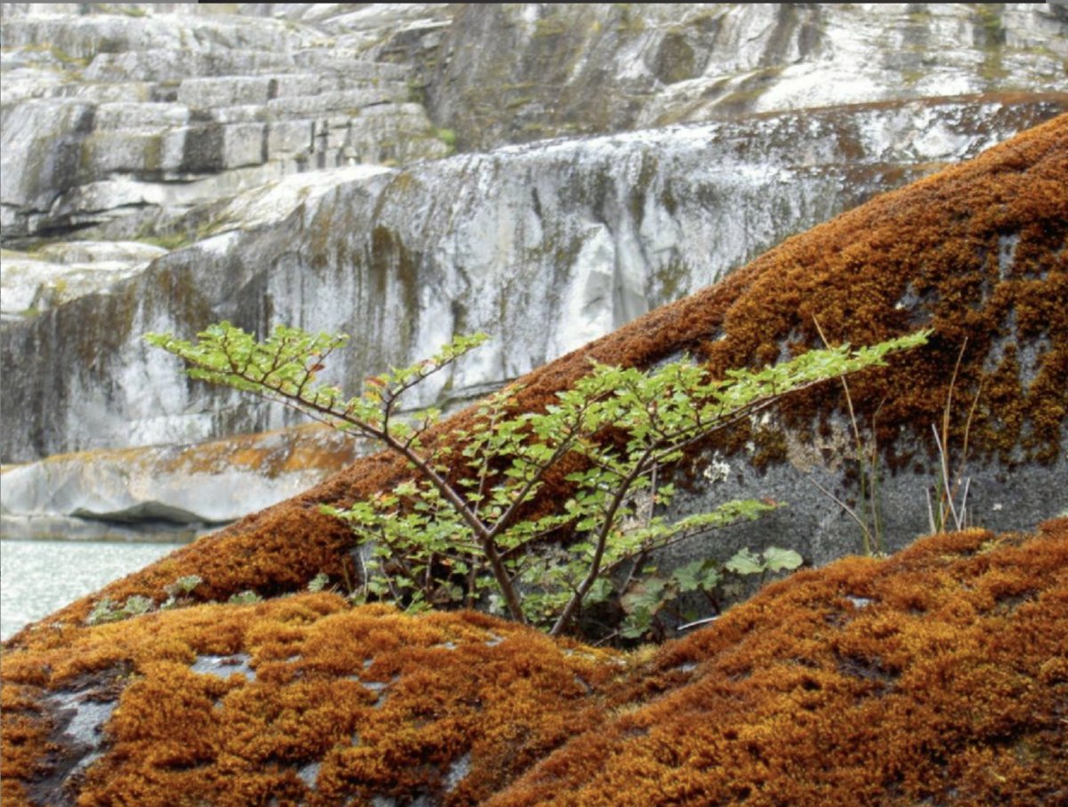 Experiencia única de navegación en el cabo de Hornos