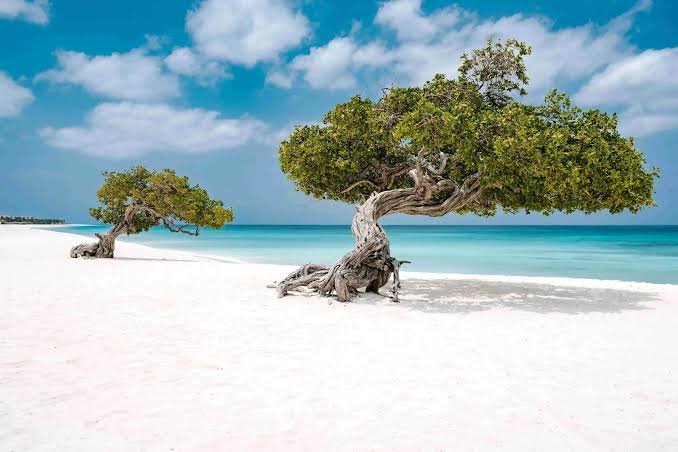 Discover the Caribbean in a thrilling catamaran adventure