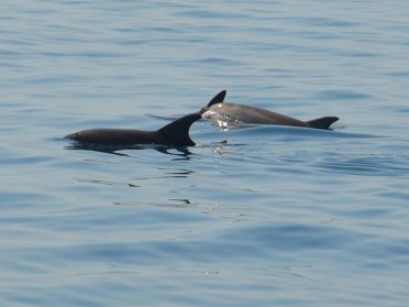 SAILING CRUISE THROUGH THE DALMATIAN ISLANDS