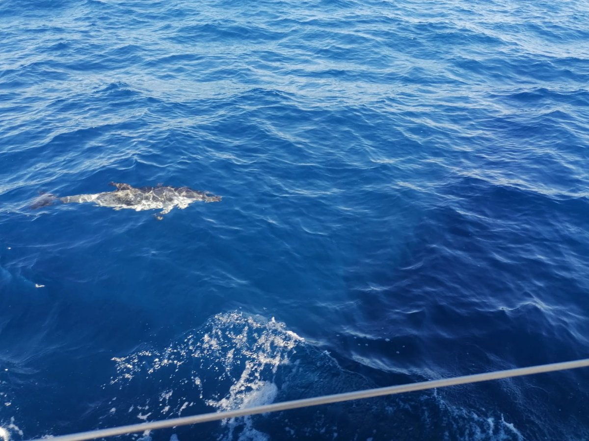 Escursione in barca nel Mediterraneo con vista su Columbretes