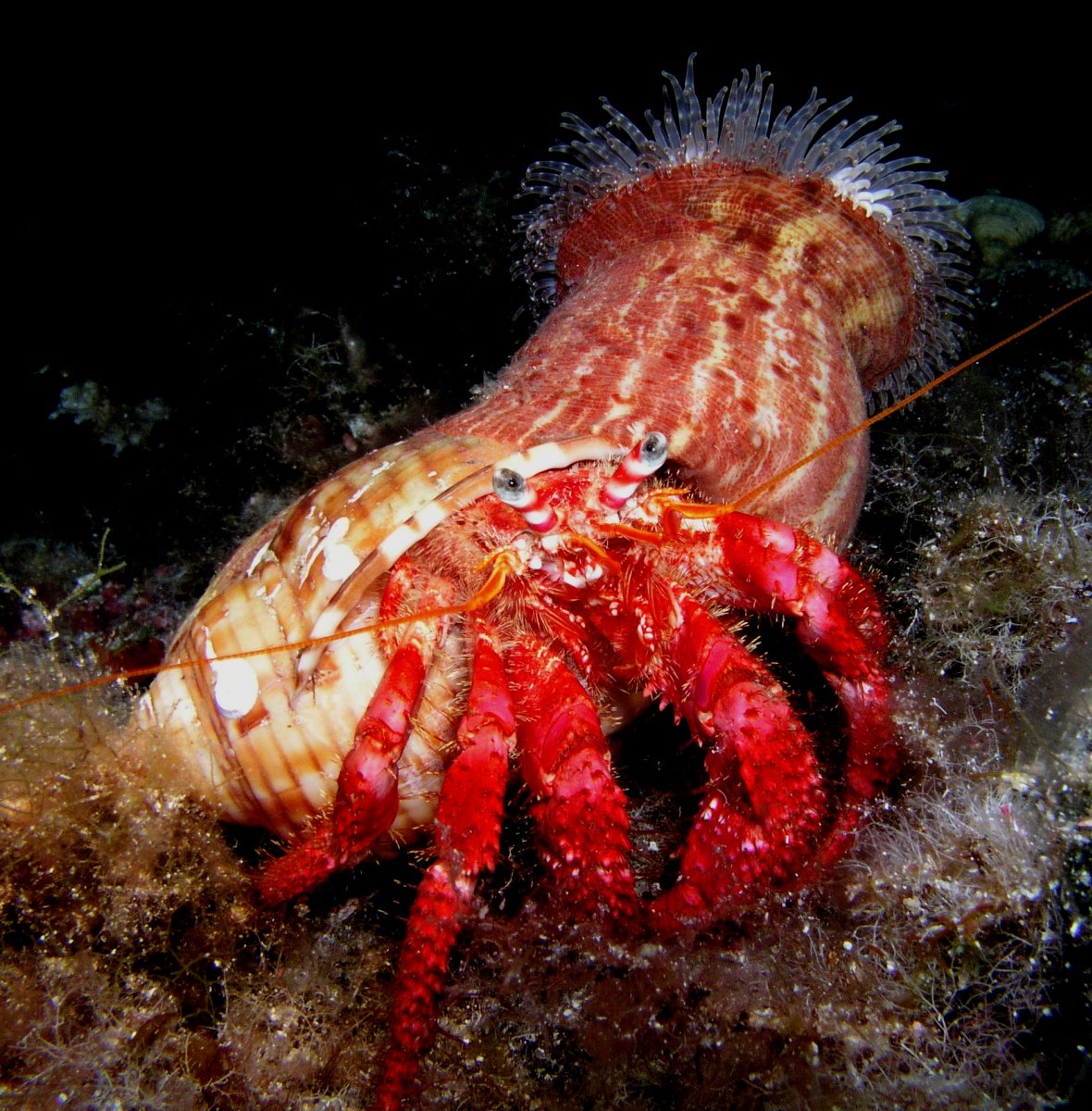 Erkunden Sie Ibiza und Formentera auf einer Segel- und Tauchkreuzfahrt