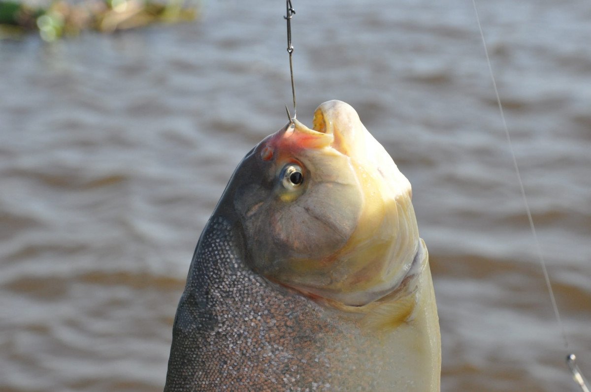 Astilleros Construcciones One Off - 13 {{i18n.meters}}