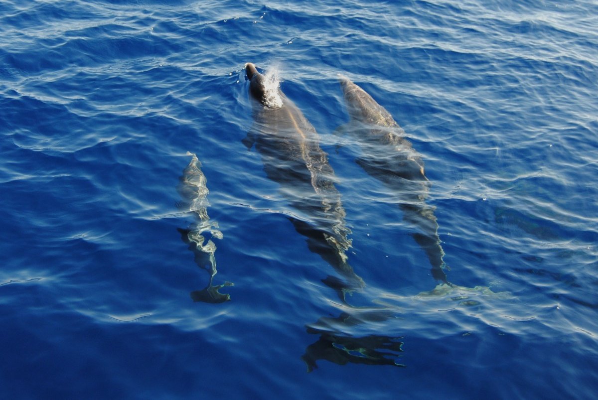 navegacion a vela tenerife la gomera 