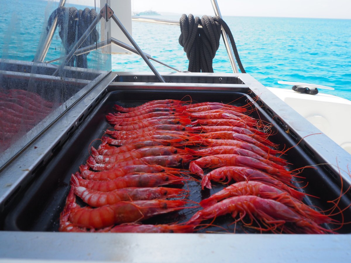 Viaggio in barca a vela nelle Baleari - Vacanza di 1 settimana