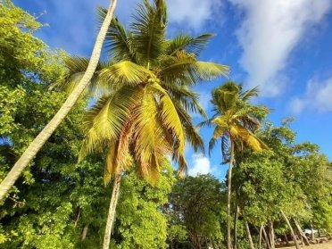 Karibik-Kreuzfahrt: Von Martinique nach Saint Martin