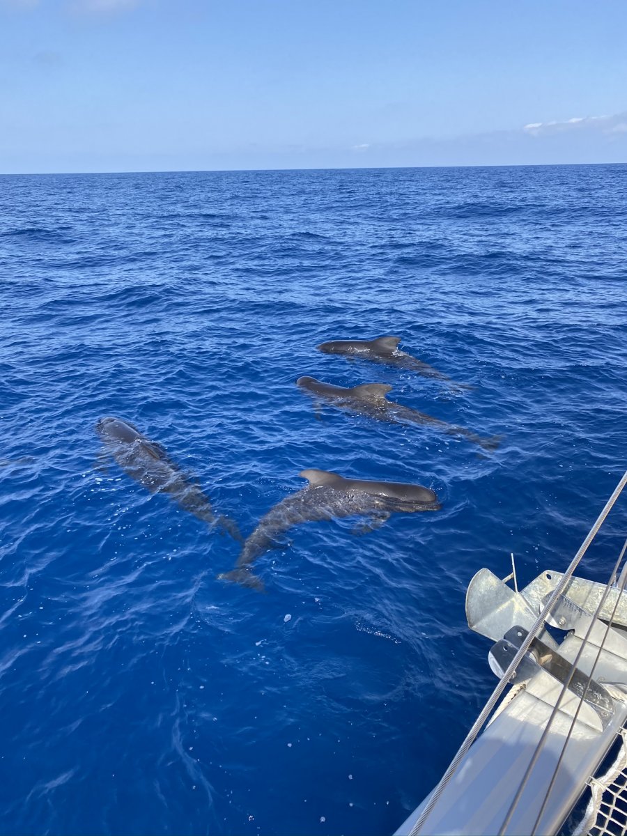 Enjoy the natural beauty on your boat trip.