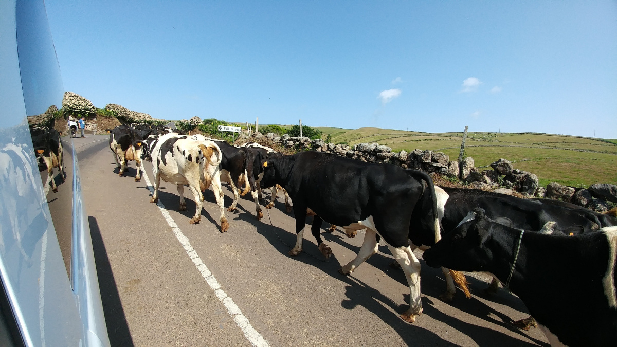Navega por las Azores en un viaje de 10 días