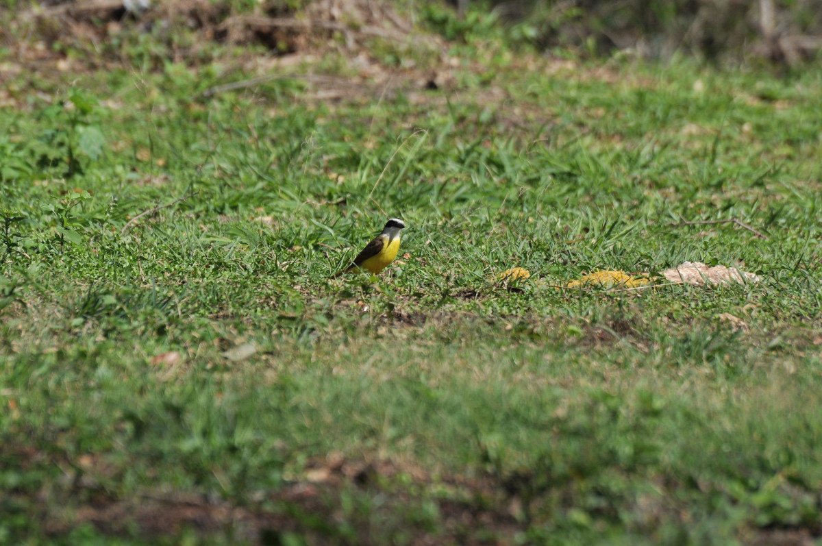 Segeln durch die Dschungelgewässer von Paraguay