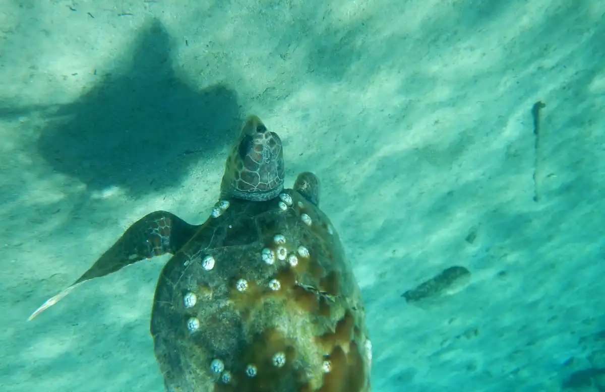 Giro in barca lungo la Costa Turchese: un'avventura nel Mar Mediterraneo