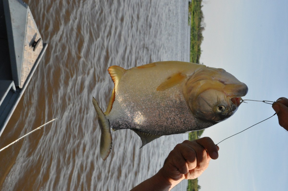 Exploring the hidden beauty of Paraguayan jungle