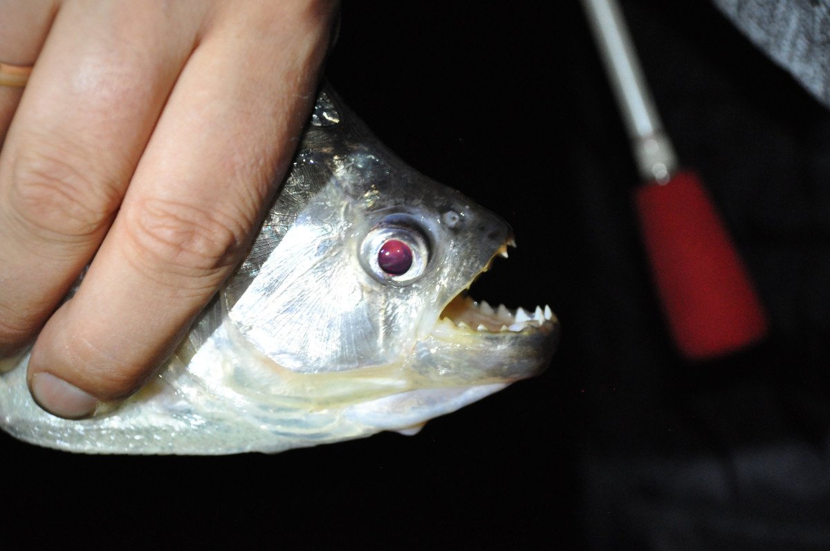 Viajes en barco por la selva en Paraguay