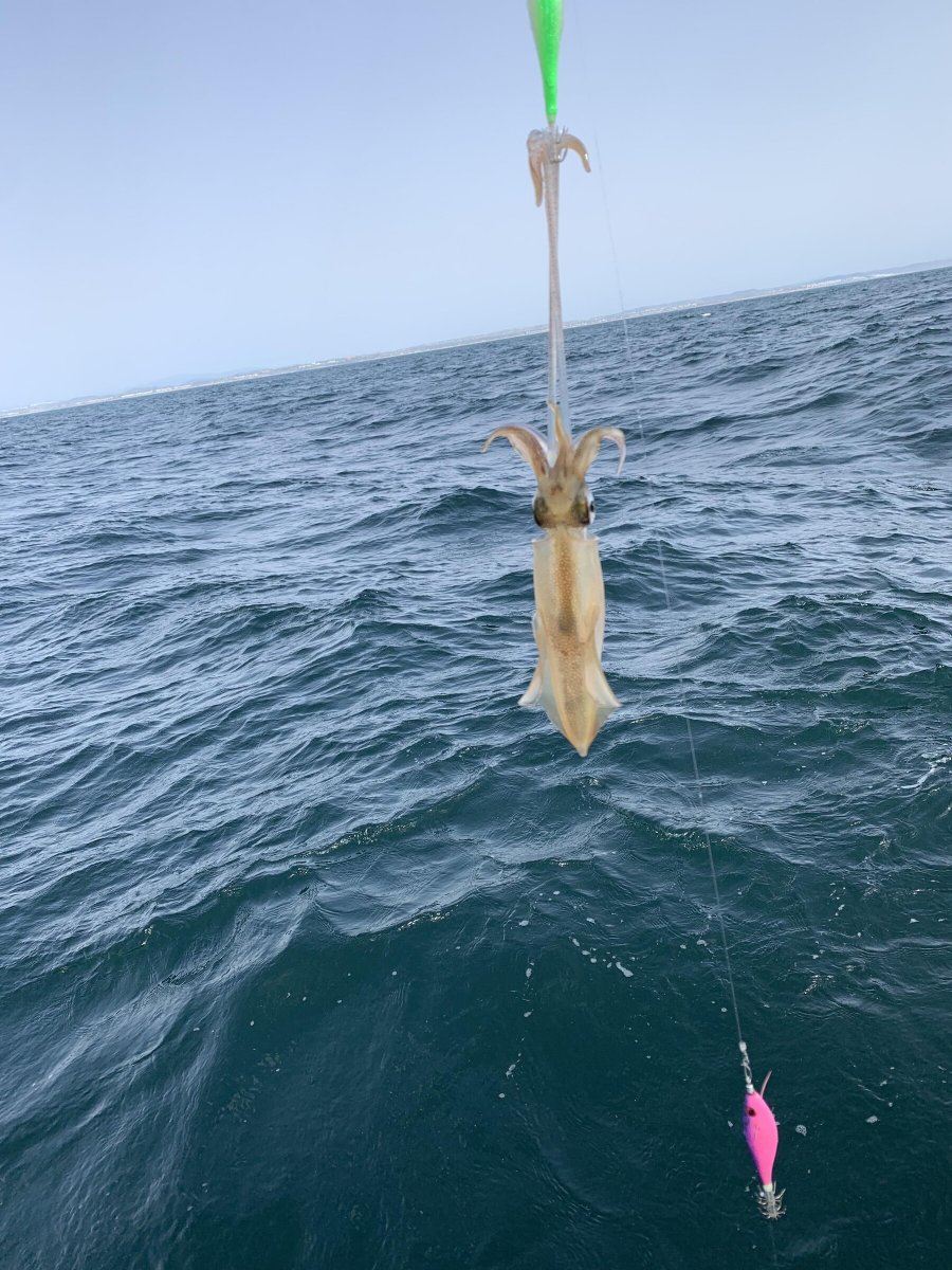 Salida de pesca de calamar y sepia en Chiclana, Cádiz y Conil