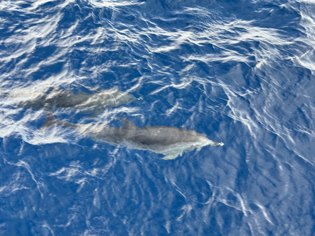 Curso de navegación en alta mar cerca de Teneriffa