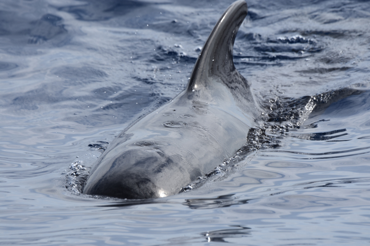 sailboat trips tenerife