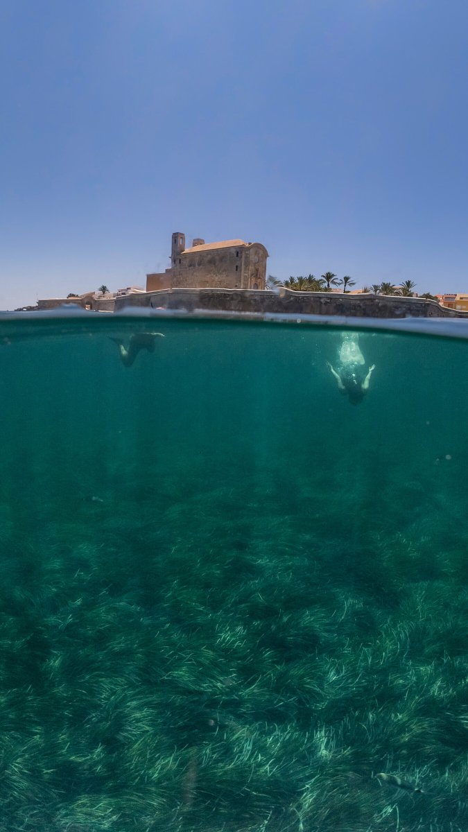 Segel unter der Sonne in Tabarca
