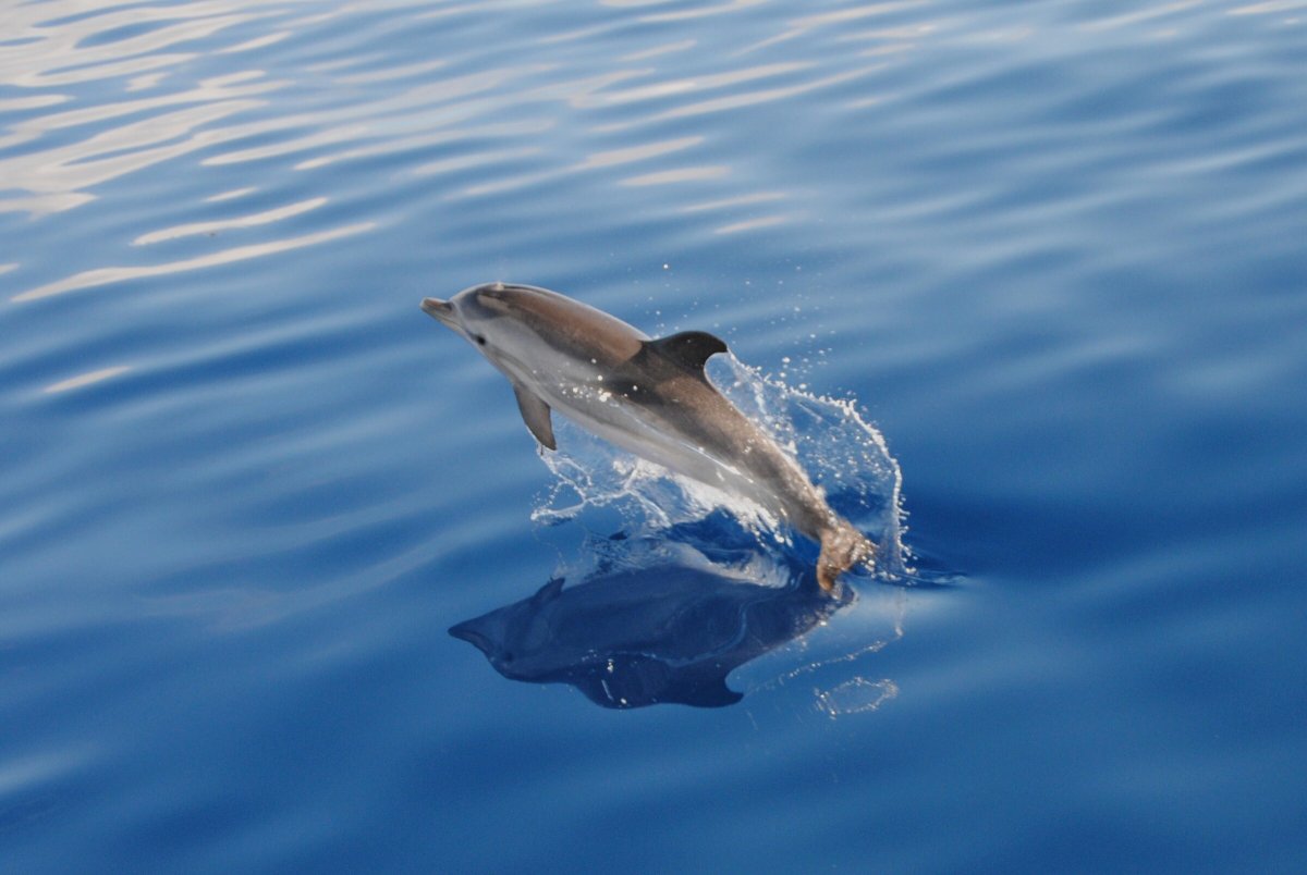 Navigationsmeister während eines Unterrichts