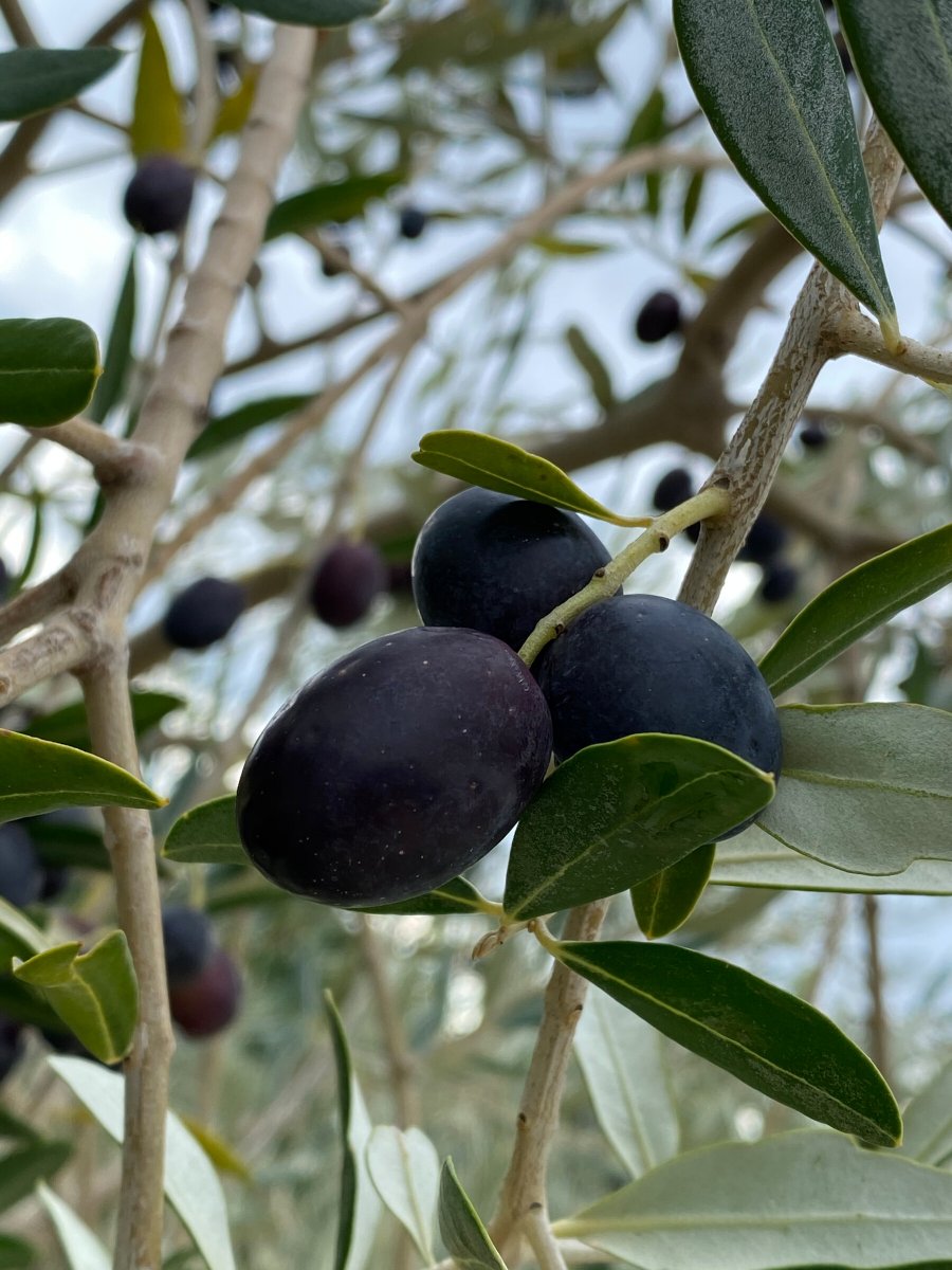 Prova l'emozione di navigare su un catamarano