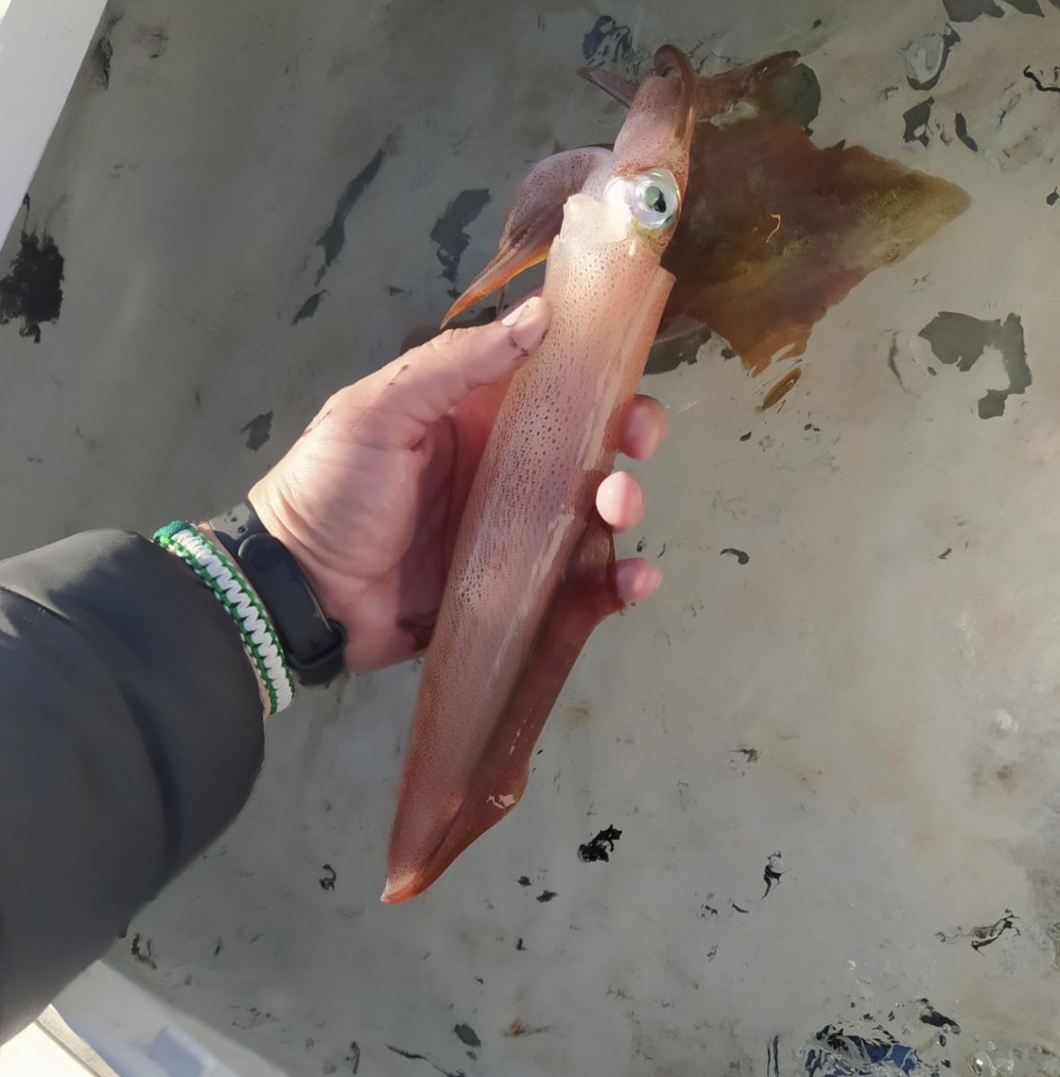 Motorbootfahrt zum Fang von Teufelskrallen und Tintenfischen im Meer von Cádiz