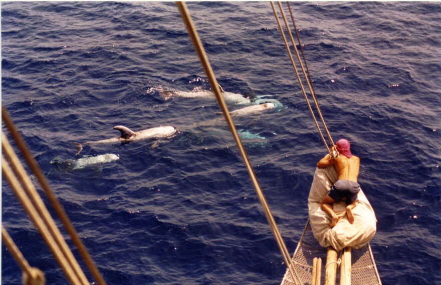 Sailing tour in classic sailboat to see cetaceans in Palamós