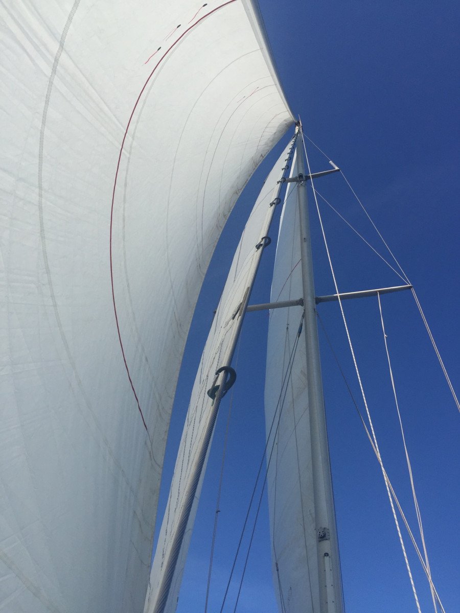 Osserva la fauna marina nell'Arcipelago Toscano