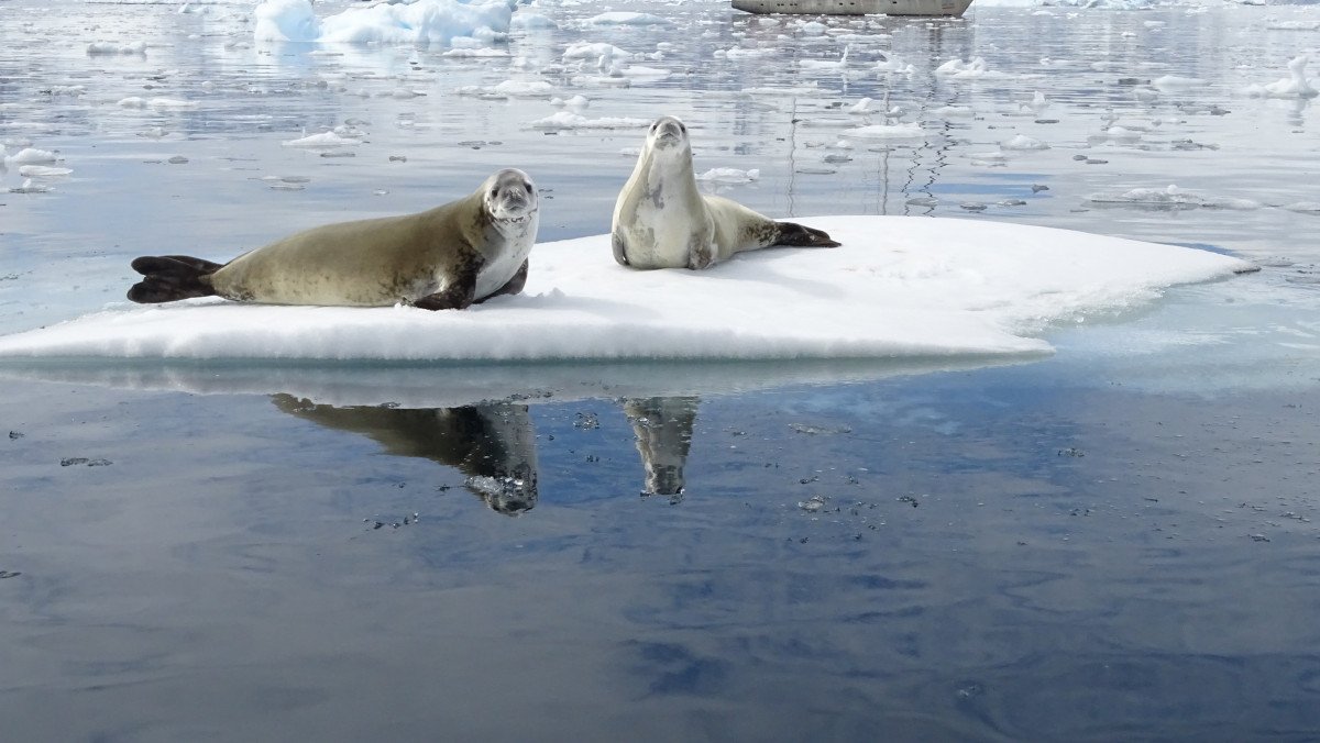 Segelkurs in der Antarktis