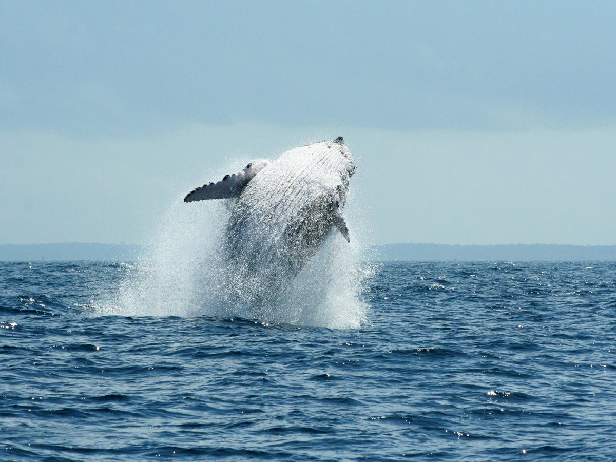 Panoramaflug mit dem Hubschrauber über die Inseln Sansibar und Pemba