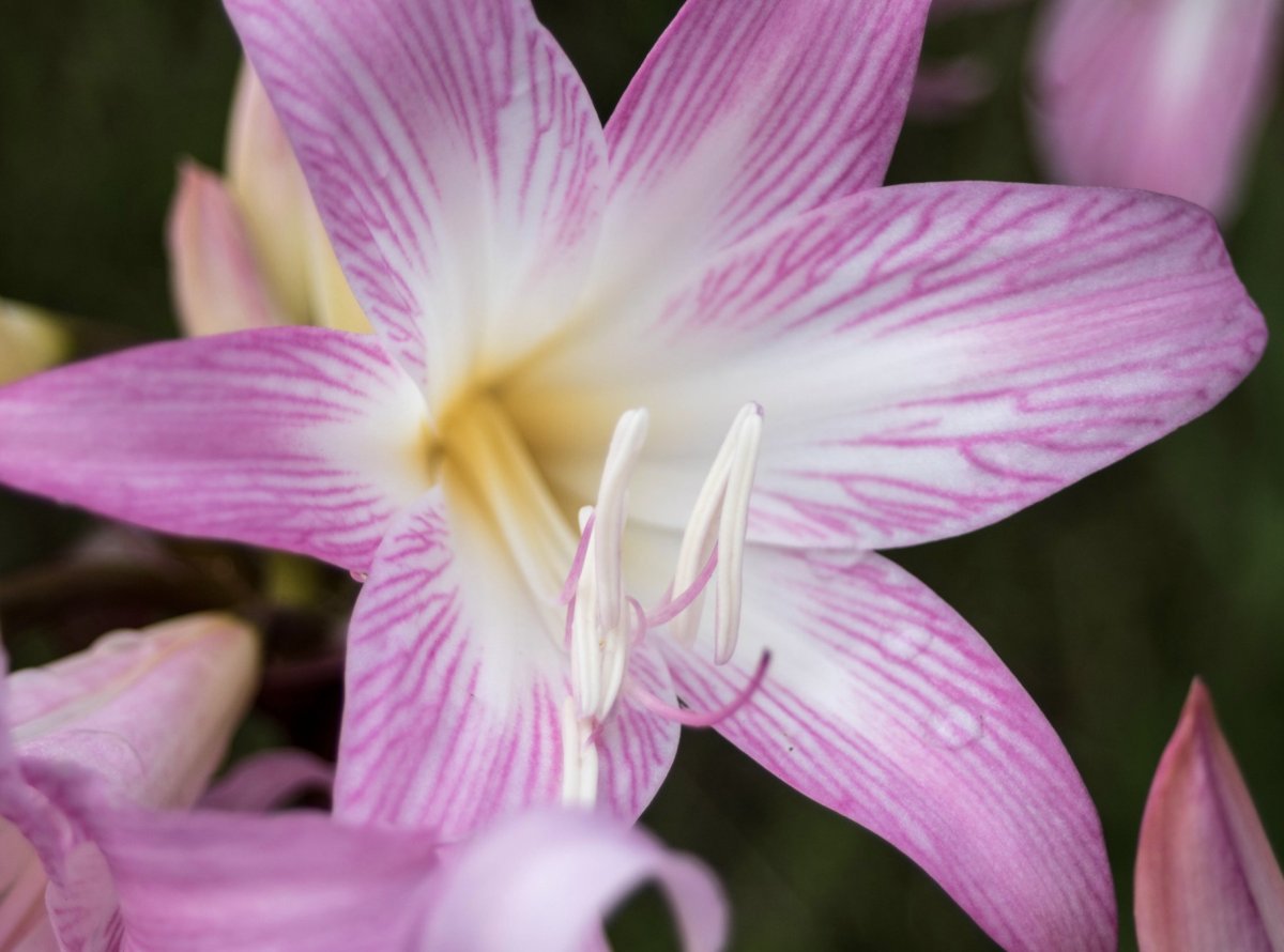 Navigation courses in the Azores archipelago