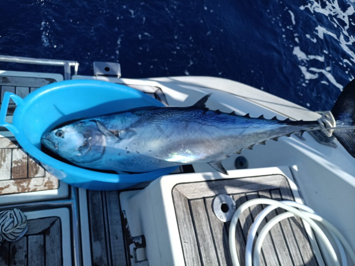 Scoprite l'Atlantico in un viaggio di navigazione