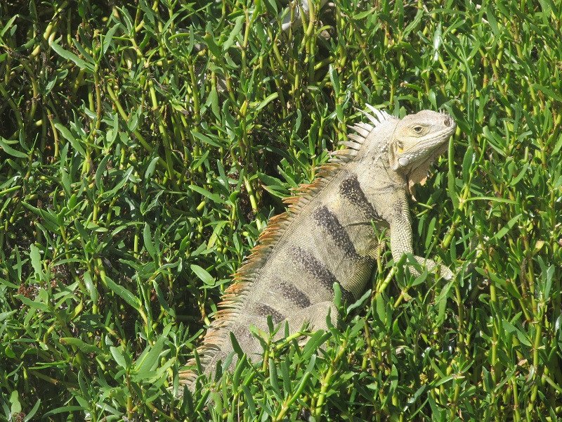 Naviga nel Caraibi con una gita di un giorno a Saint Lucia