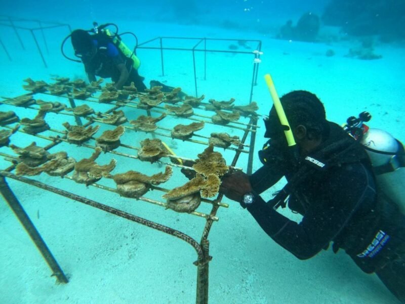 Sonne und Meer in den Grenadinen genießen