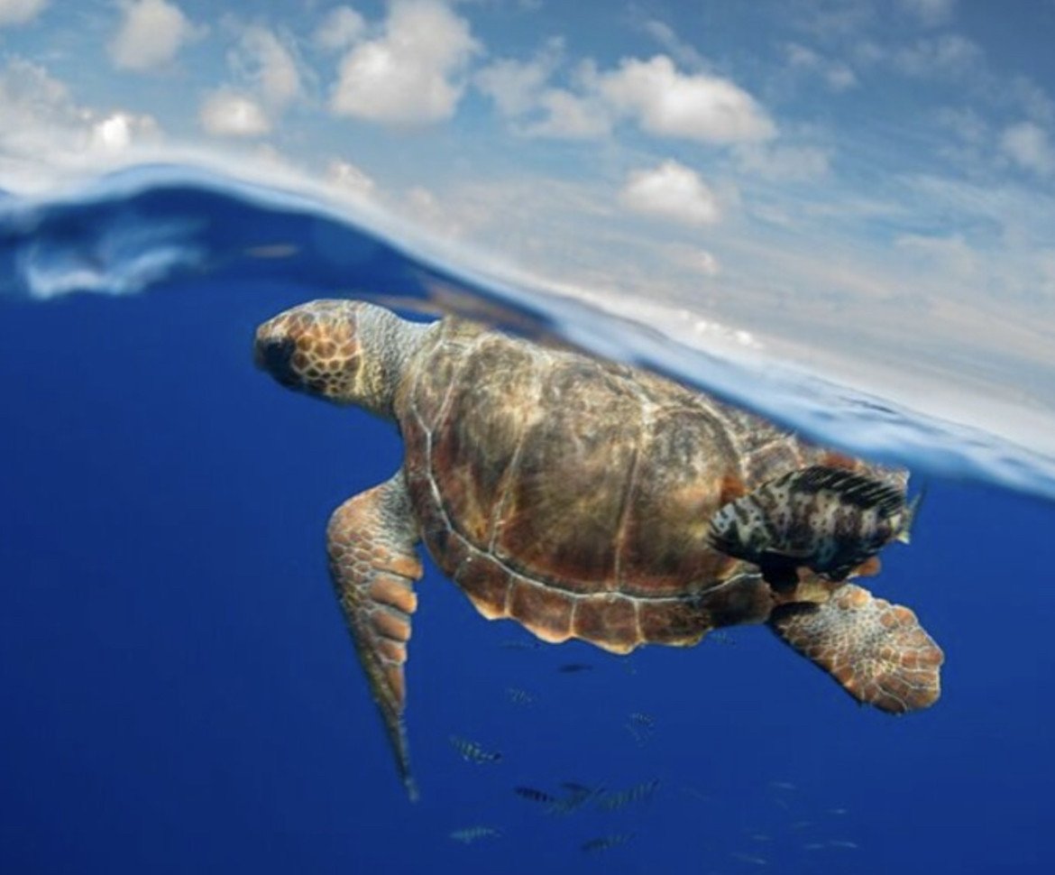 Scoprire i segreti delle Isole Canarie in un'avventura in goletta