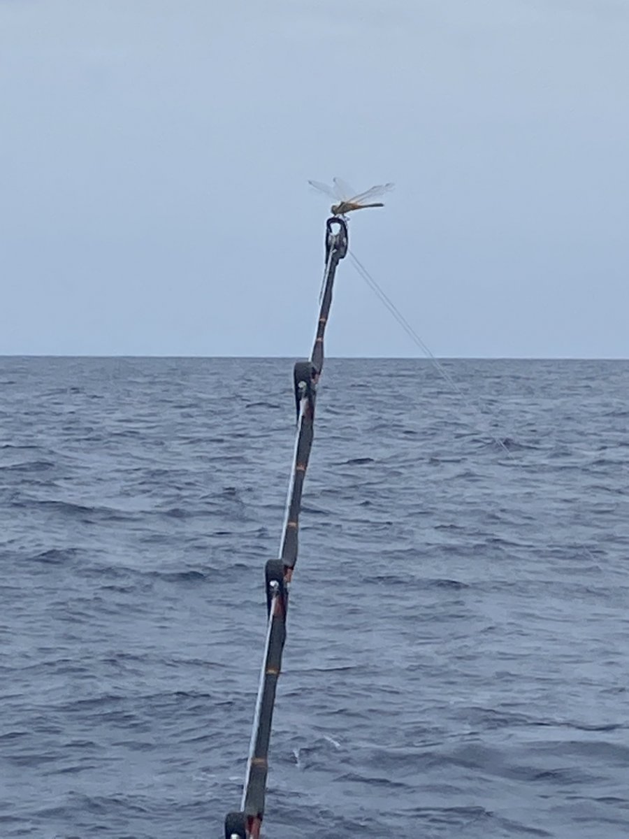 Lernen Sie Segeln in einem Navigationskurs.