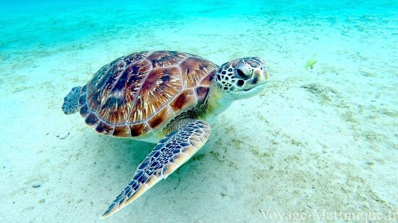 Barca a vela sulla spiaggia di Martinica