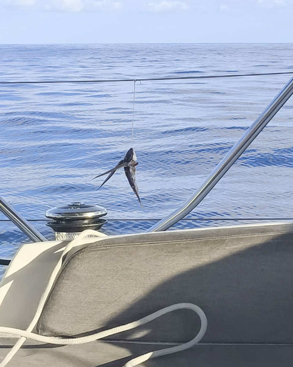 Segelschiffe auf der Reise von Valencia nach Lanzarote