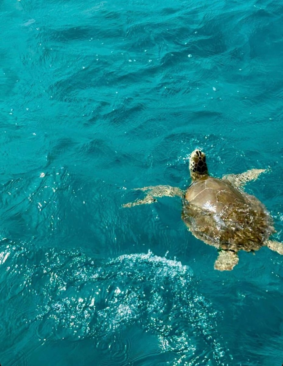 Corso di navigazione alle Isole Vergini Britanniche e Porto Rico