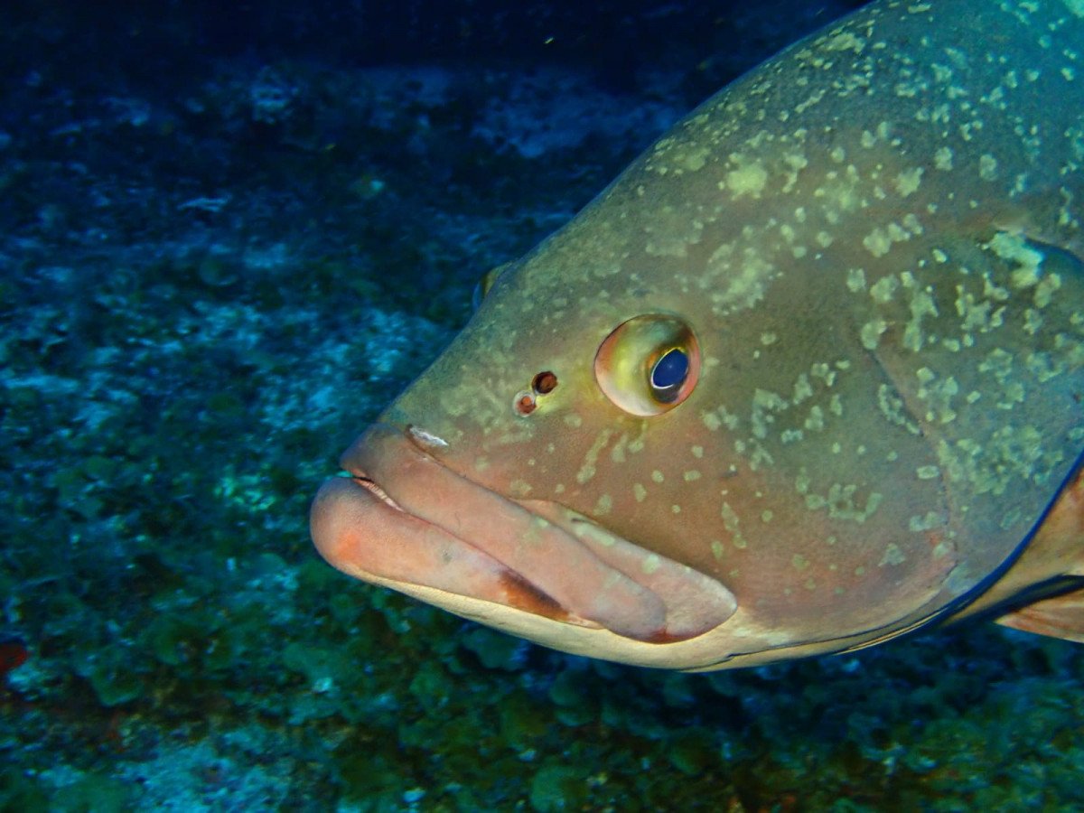 Buche eine Segelkreuzfahrt in Ibiza und Formentera
