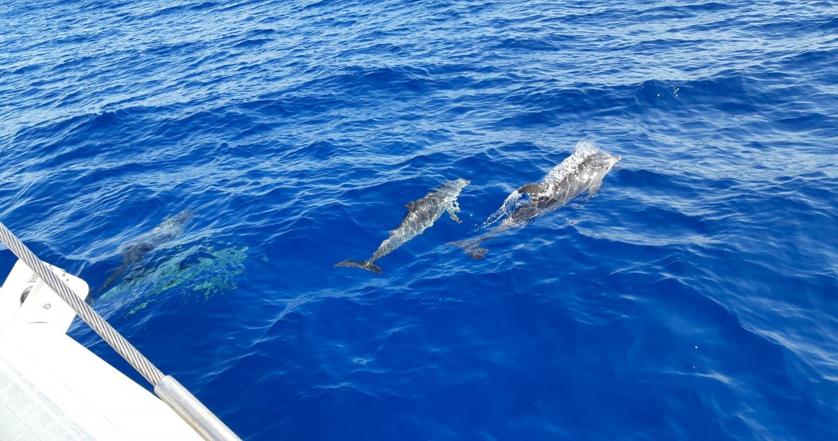 Boat trip across the Atlantic: Madeira, Morocco, Gibraltar, Malaga one-way