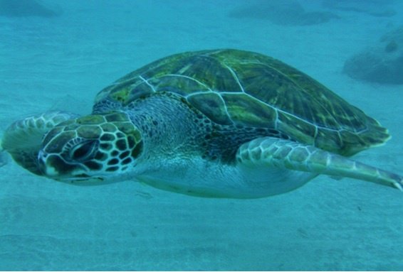 life on board tenerife diving