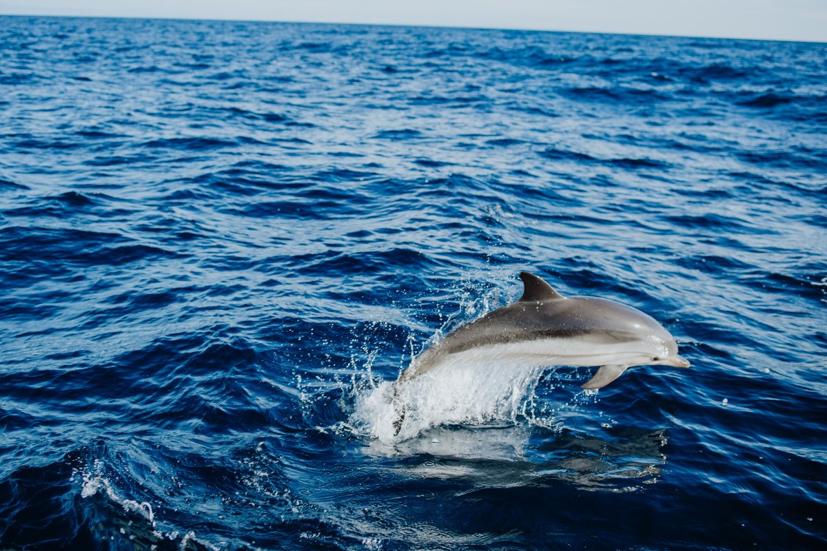 From Barcelona to Ibiza: Sail Training Voyage and Tour