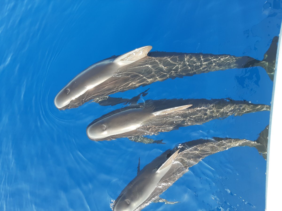 Isola di Budelli nell'arcipelago di La Maddalena