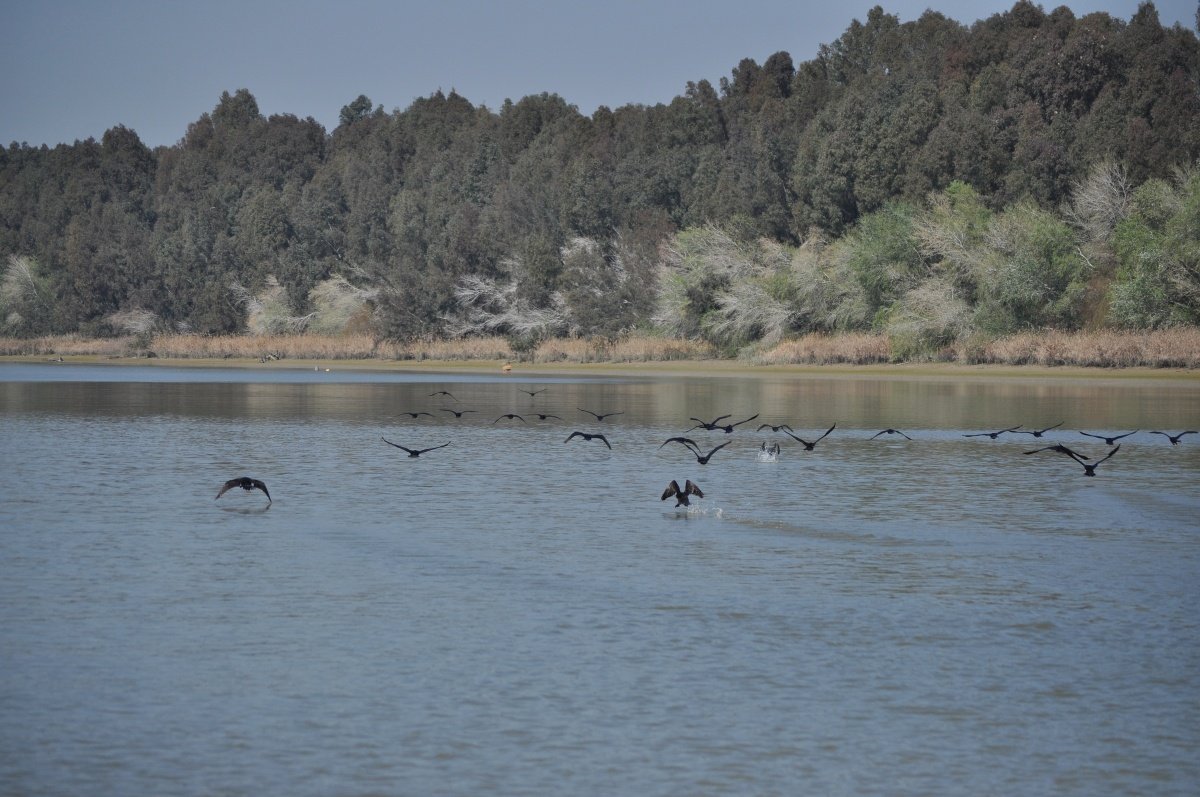 license-de-navegacion-sevilla