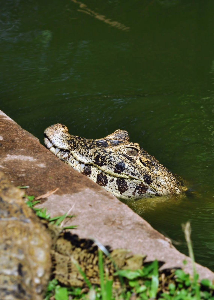 Paseos en barco por el río en la selva paraguaya