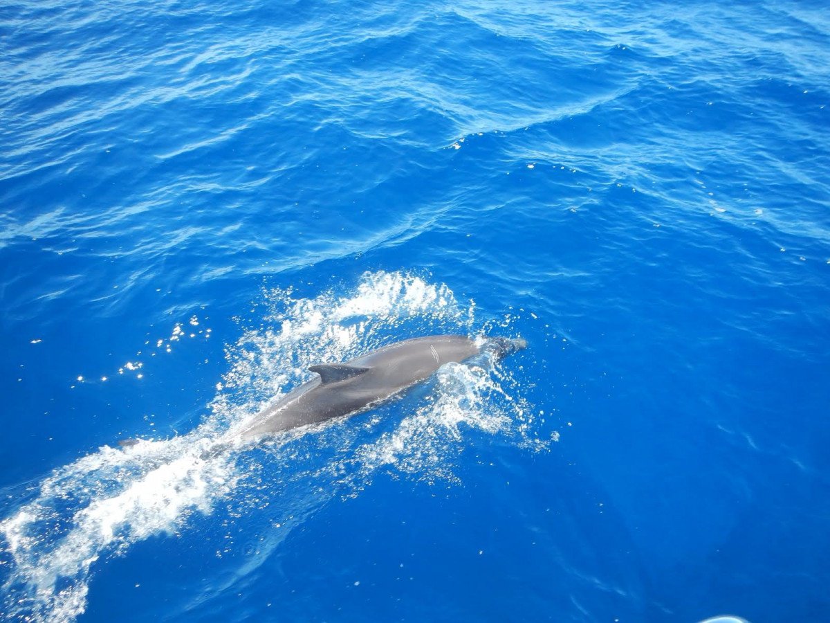 Esplora le acque blu del Mediterraneo