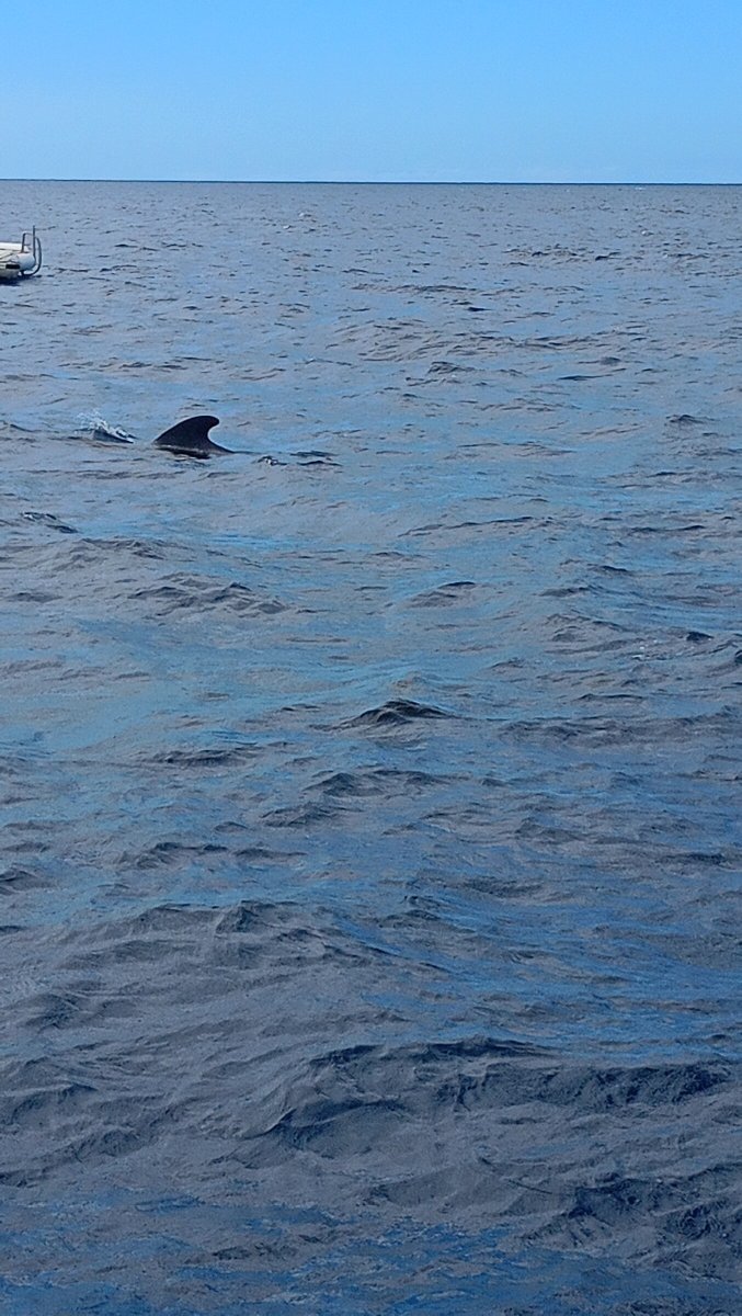 Discover Costa Adeje in a shared speedboat