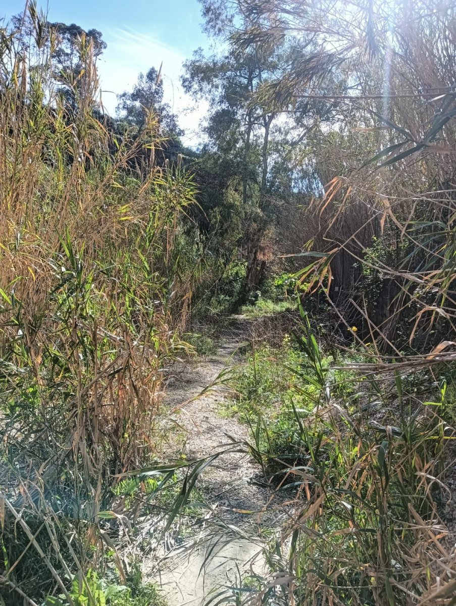 Explore the Flegree and Pontine Islands on a scientific and artistic journey