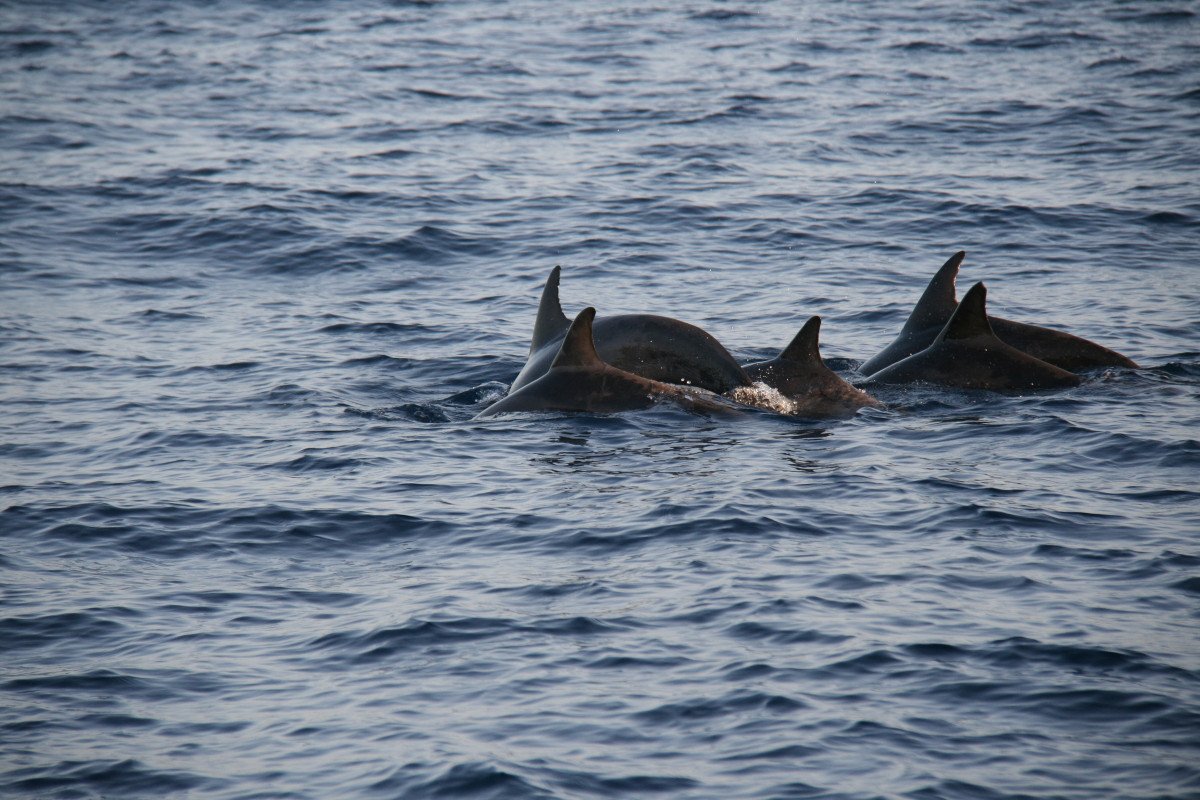 Experience Turkish hospitality and Mediterranean cuisine