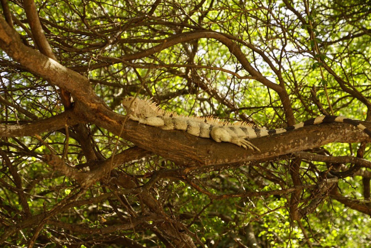 Sailing the Caribbean: Martinique, St Lucia, St Vincent, and the Grenadines