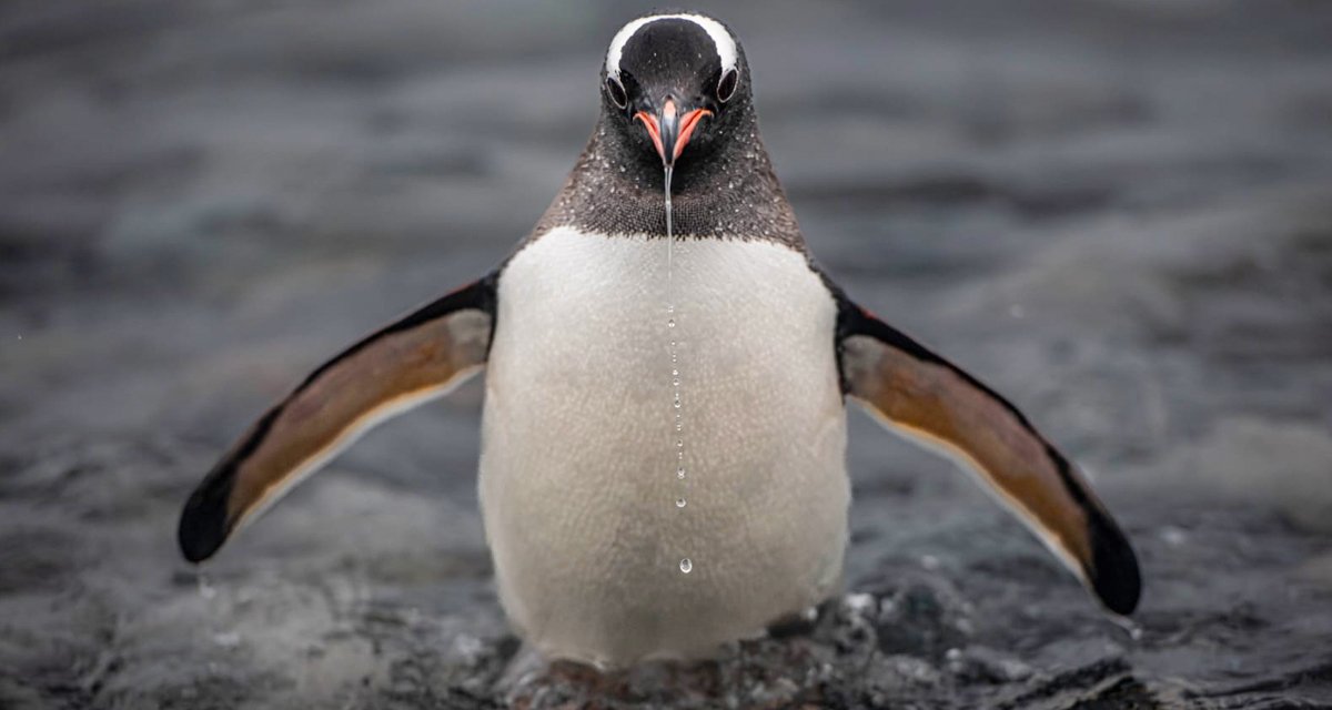 Antarctic Circle Kayaking Expedition